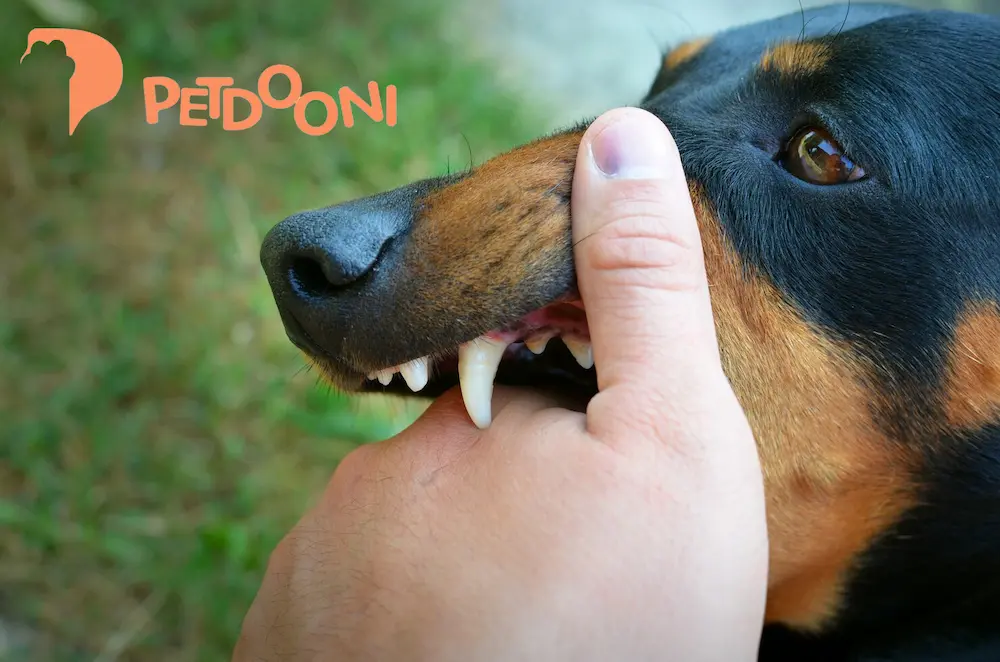 مشکلات شایع دندانی سگ ها در نژاد های خاص و مختلف | راهنمای جامع بهداشت و مراقبت دندان سگ ها در پت شاپ آنلاین پت دونی 1404